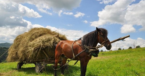 Не можна сваритися і лінуватися: прикмети в народне свято 31 серпня