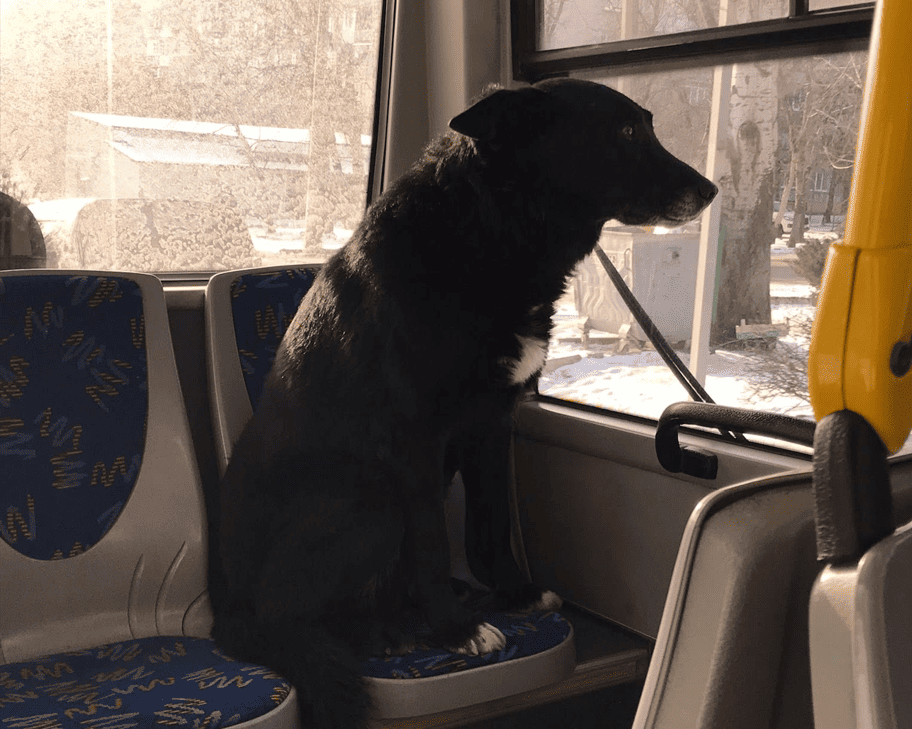 Відданий пасажир: у Слов’янську пес шукає господаря, катаючись у тролейбусі (фото)