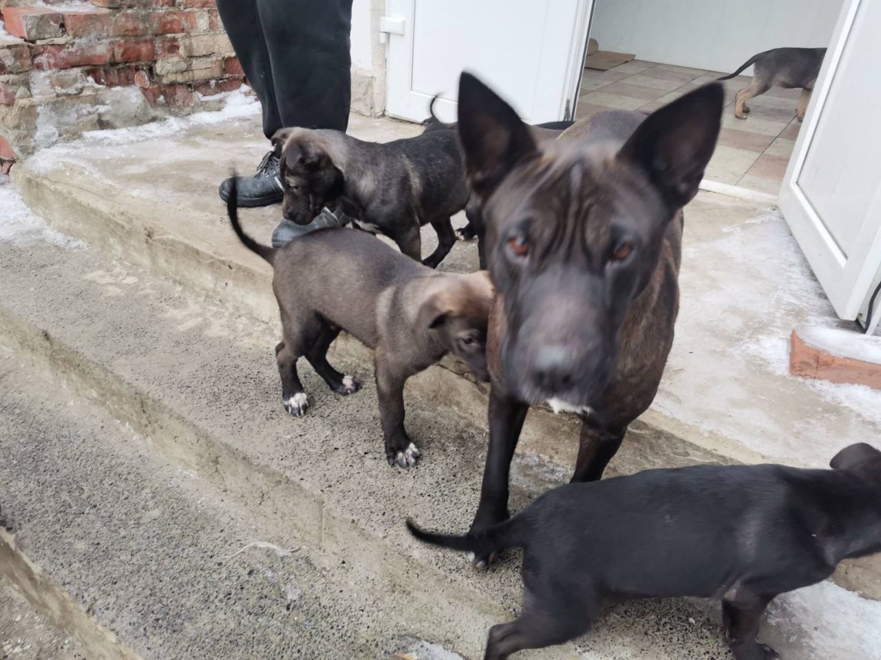 Волонтери просять допомогти вивезти 32 цуценят із села Сидорове Святогірської громади