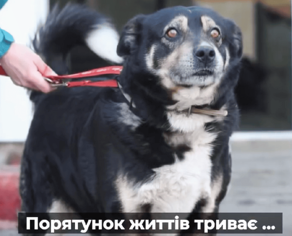 “Він не агресивний, він просто наляканий”: волонтери вивезли 27 собак та котів із Донецької області