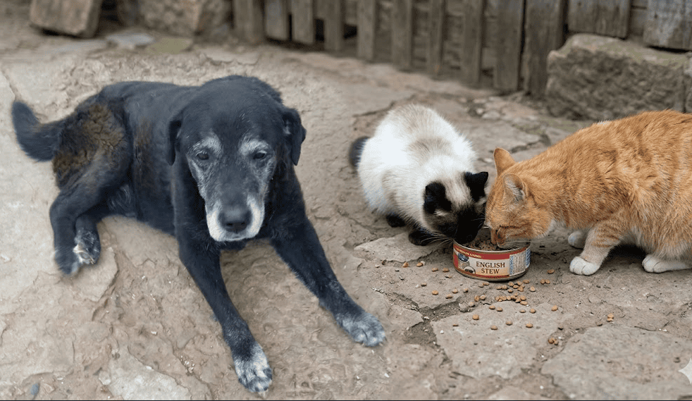 СпецпроєктиМайже 40 тисяч гривень для тварин Святогір’я: волонтери придбали 92 мішки корму